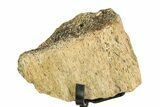 Fossil Triceratops Limb Section w/ Metal Stand - South Dakota #354352-1